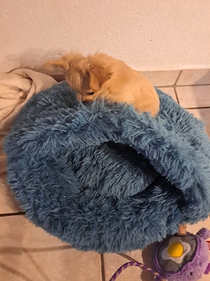 Chihuahua mix hund Bild 2
