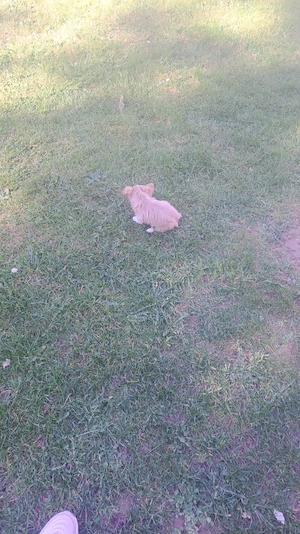 Chihuahua mix hund Bild 3