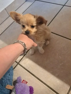 Chihuahua mix hund Bild 4