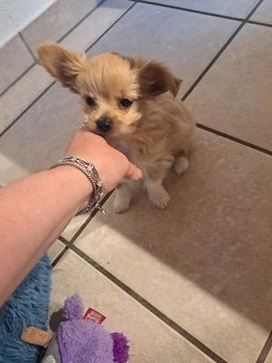 Chihuahua mix hund