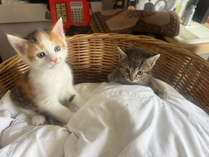     Verspielte Babykatzen suchen liebevolle Familie