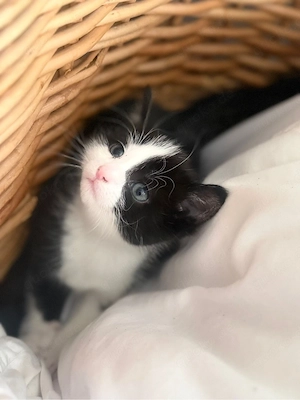     Verspielte Babykatzen suchen liebevolle Familie
