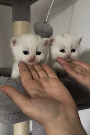 Bkh kitten 