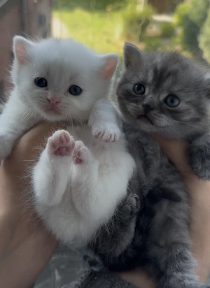 Bkh kitten 