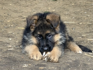 Schäferhund - Welpen 