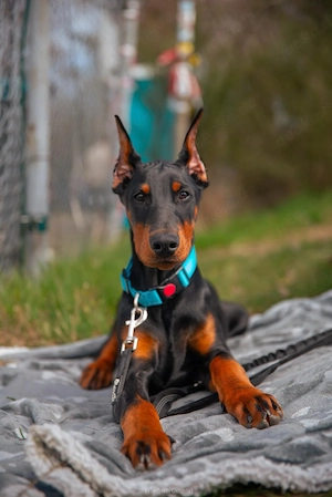 Dobermann 5 Monate