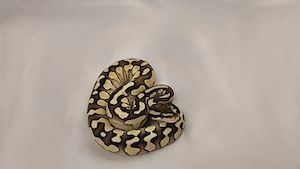  Königspython, Python regius; Verschiedenen Farbzuchten, aus eigener Zucht Bild 5