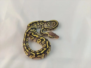  Königspython, Python regius; Verschiedenen Farbzuchten, aus eigener Zucht Bild 2
