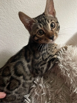 Bengal-Katzen zu verkaufen, 3 Monat
