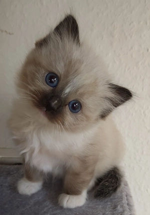 süsse Birma Ragdoll Kitten, Kätzchen