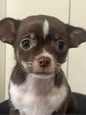 chihuahua welpe weibchen 