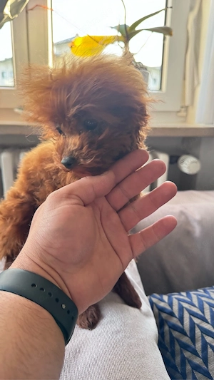 Teacup Pudelhündin Bild 3