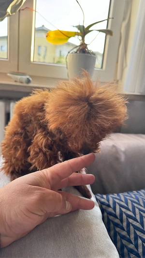 Teacup Pudelhündin Bild 5
