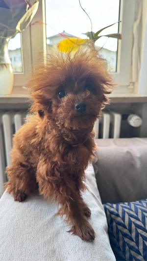Teacup Pudelhündin Bild 6