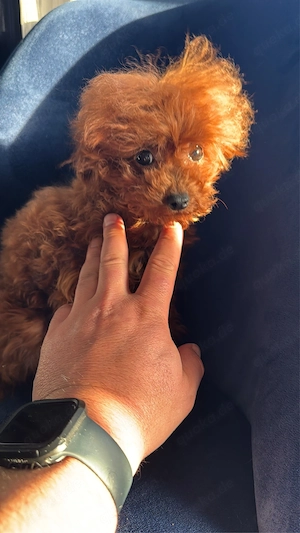 Teacup Pudelhündin Bild 2