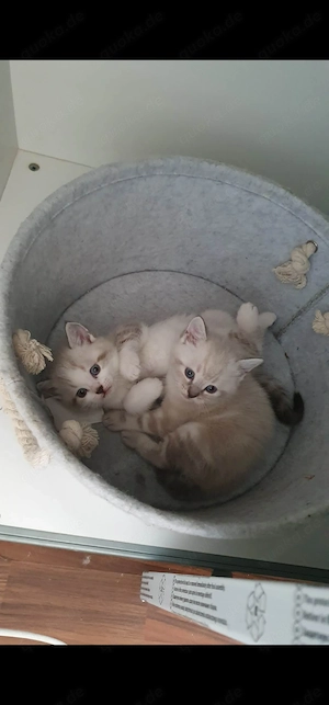 Baby katze Kätzchen sucht Haus 