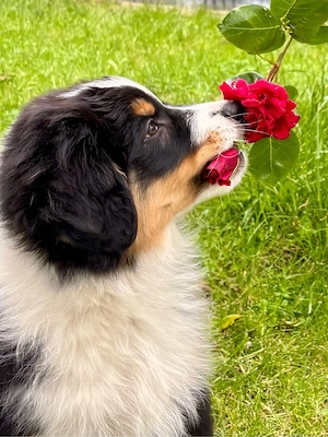 Australian Shepherd Welpen