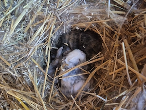 Kaninchenbabys suchen ein Zuhause 