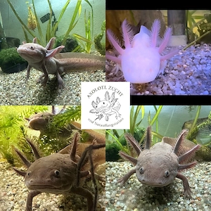 Melanoide Axolotl BD Frei 