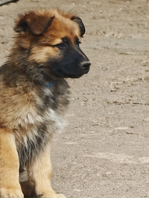Mischlingswelpen Altdeutscher Hütehund 