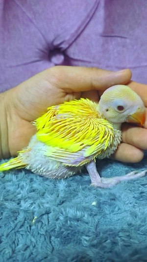 halsbandsittic papagei weiter Handaufzucht 4Woche alt sehr handzahm Babys vogel  Bild 2