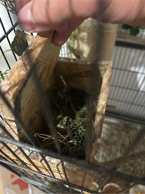 Gouldamadinen 4 Pärchen 