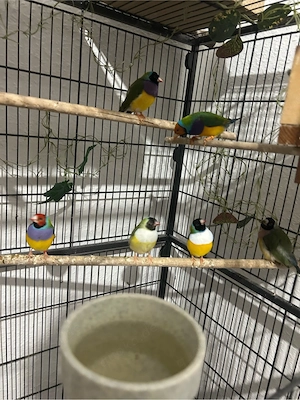 Gouldamadinen 4 Pärchen 