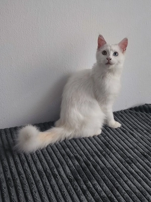Main Coon Katze 