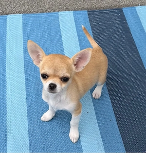 Traumhafte Chihuahua welpen 