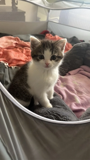 Kitten Weiblich
