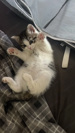 Kitten Baby BKH-Angora Mix