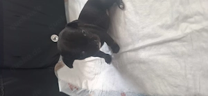 4 Chihuahuas Welpen suchen ab Ende Juli ein Zuhause