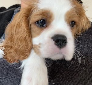  Wunderschöner Cavalier-King-Charles-Spaniel-Welpe mit Ahnentafel VDH-VK