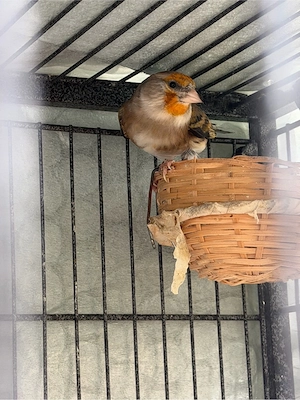 Kanarienvogel