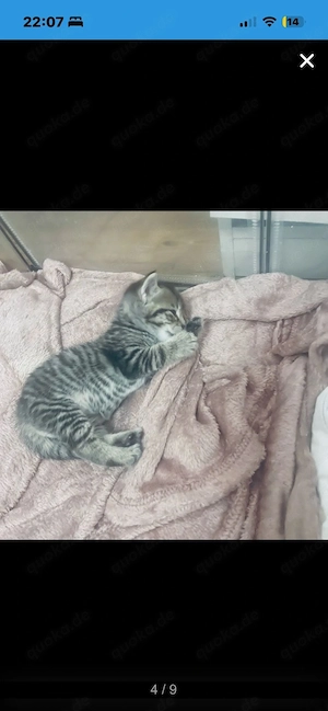 babykitten 