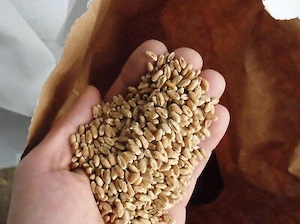 Hühnerfutter, Weizen, Tauben, Futterweizen