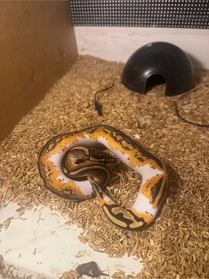 0.1 Königspython Enchi Yellow Belly Piebald 