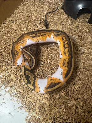 0.1 Königspython Enchi Yellow Belly Piebald  Bild 3