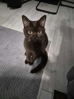 BKH-Kater männlich schokobraun 