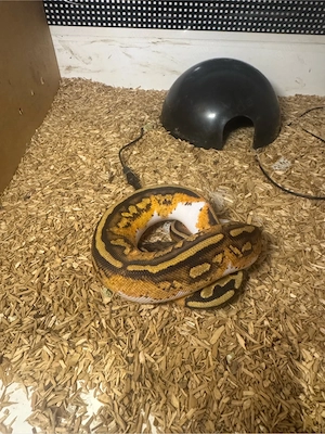 0.1 Königspython Enchi Yellow Belly Piebald  Bild 2