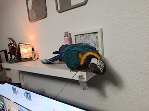 Aras Papagei  Bild 4