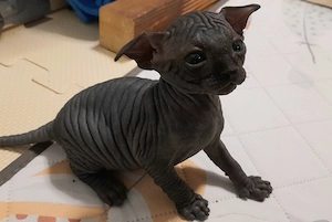  Canadian-Sphynx-Kitten aus liebevoller Hobbyzucht   ab Mitte Juli abgabebereit