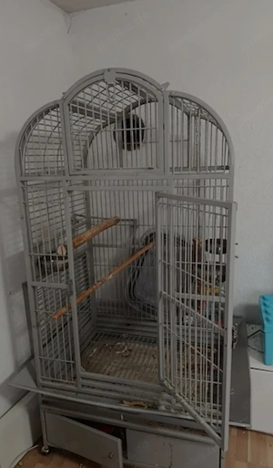 Aras Papagei  Bild 5