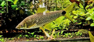 Genetztes Algenfresser