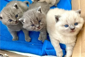 Reinrassige BKH Kitten Blue und Blue Pount