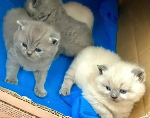 Reinrassige BKH Kitten Blue und Blue Pount