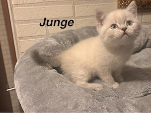  Reinrassige BKH & BKH Point Kitten suchen ein liebevolles Zuhause