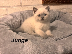  Reinrassige BKH & BKH Point Kitten suchen ein liebevolles Zuhause