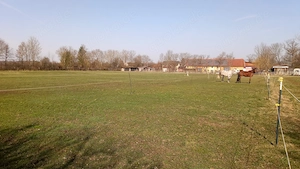 Diätplatz Wallach Offenstall Selbstversorger Bild 9