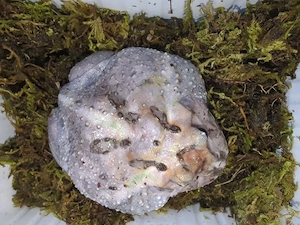 1,0 Ceratophrys cranwelli CB25 Mutant Schmuckhornfrosch